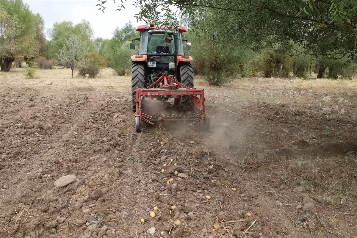Dodurga’da Patates Hasadı Başladı