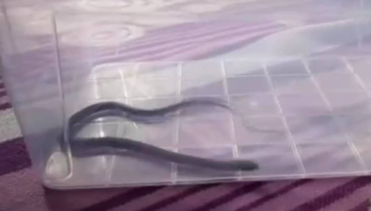 Dördüncü katta çocuk odasından çıktı: Diyarbakır’da yılan paniği