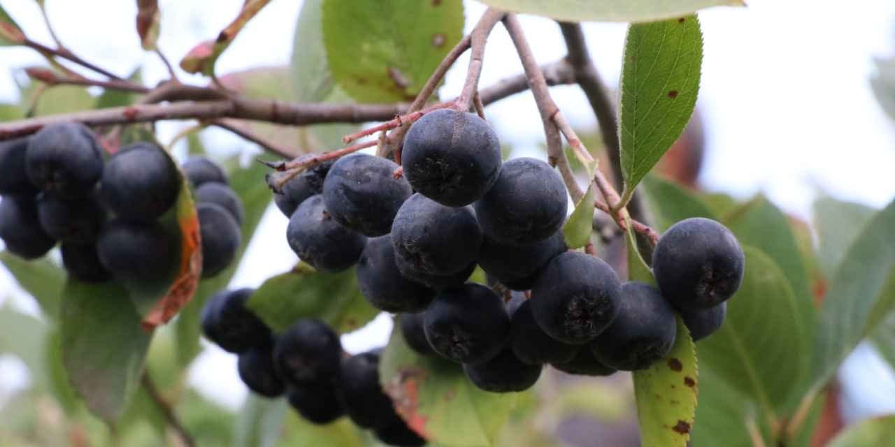 Kalbe, bağışıklığa, gözlere iyi geliyor! Kilosu 400 liradan 250 ton ürün bekleniyor