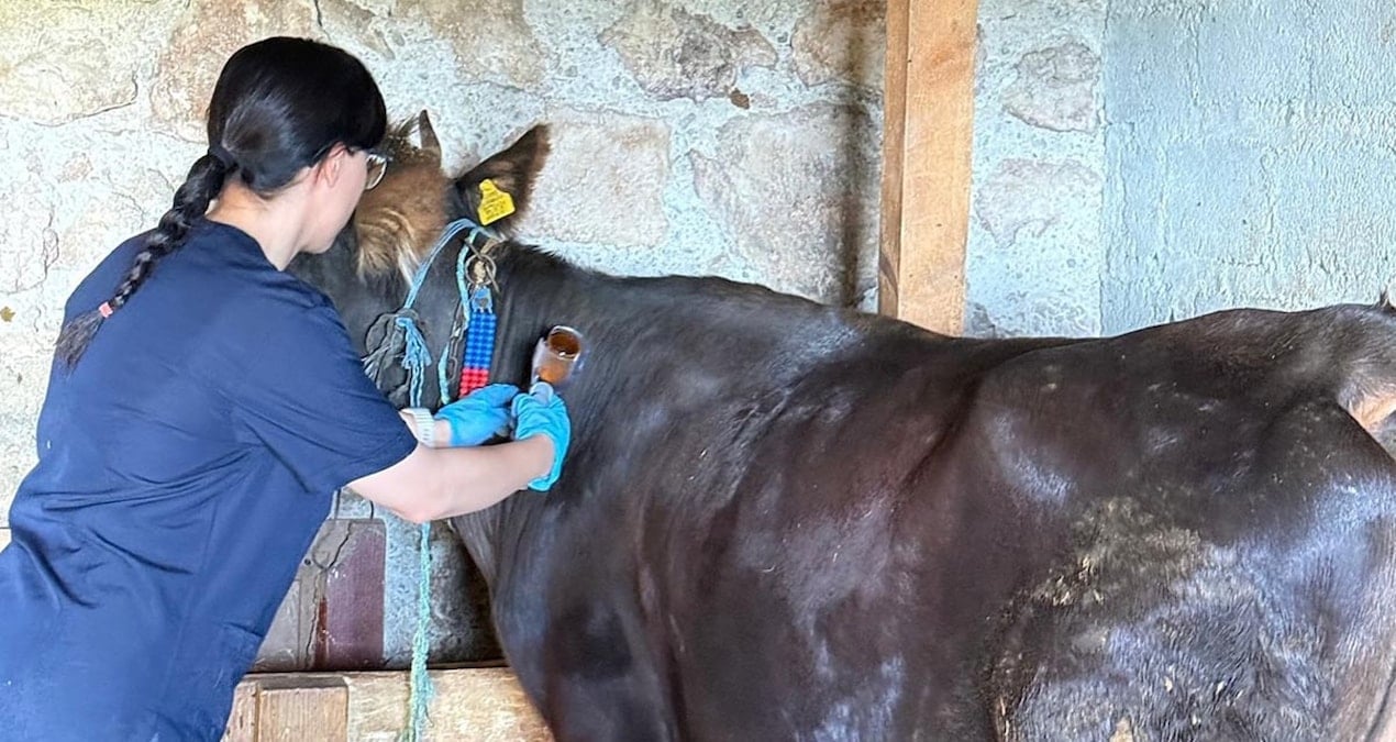 Kastamonu’da şap alarmı 69 köy karantinaya alındı kastamonuda sap alarmi 69 koy karantinaya alindi bRcVXwQU