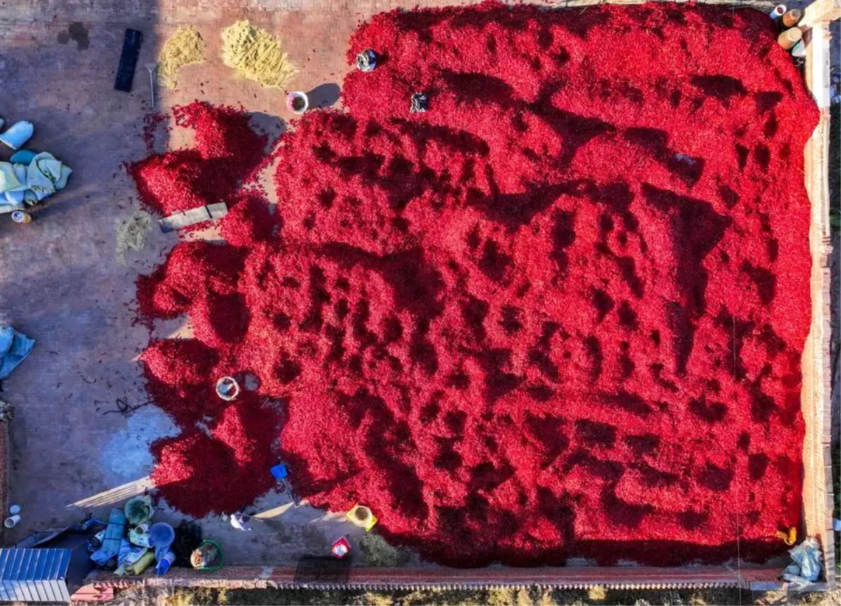 Biber Hasadı Başladı biber hasadi basladi gjGNhl3T.jpg