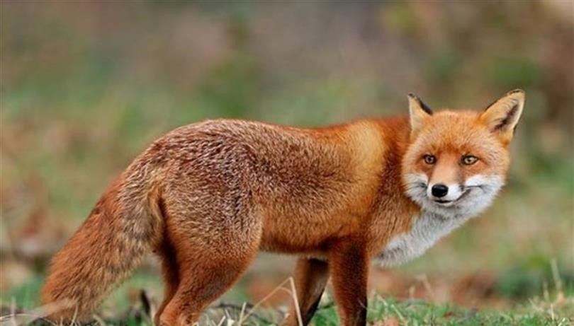 malatyada yaban hayvanlari havadan asilanacak dqKqvUKl