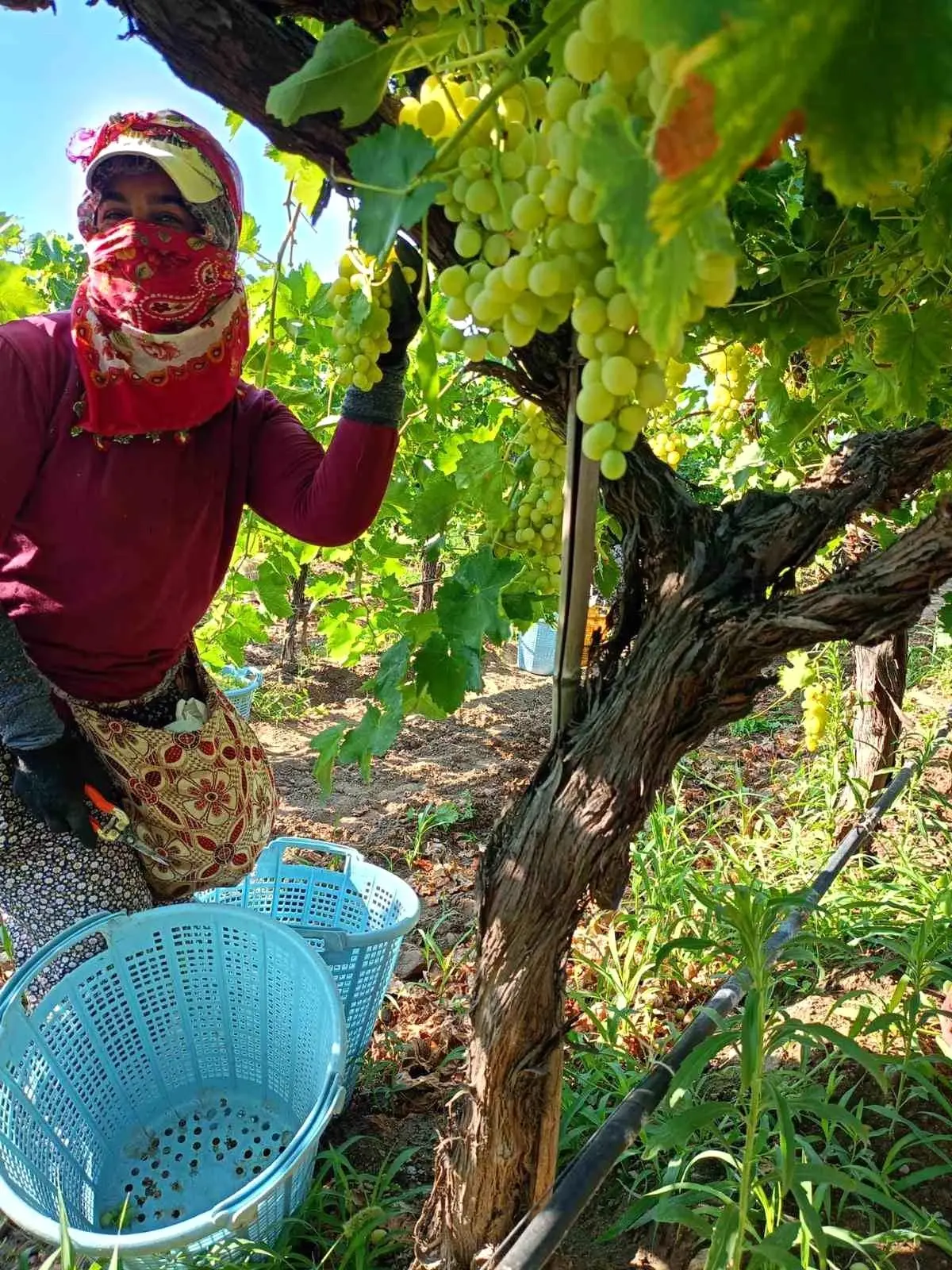 sarigolde uzum hasadi yogun devam ediyor gt3s2Zwx