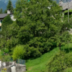 koyune-gelenlere-servet-veriyorlar-UPxO2lK3-1