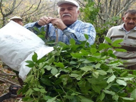 Dogada kendi kendine yetisiyor koyluye milyonlar kazandiriyor 1455 kilodan 29 milyon tl gelir RG4PDz9M