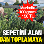 Markette 100 grami 150 tl sepetini alan dalindan toplamaya kostu emxLt7zH