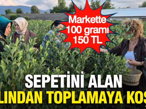 Markette 100 grami 150 tl sepetini alan dalindan toplamaya kostu emxLt7zH